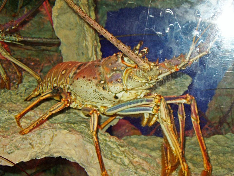The Caribbean rock lobster is spiny and has no claws. Make sure to take your vacation during lobster season so you don't miss this popular cuisine.